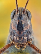 Grasshopper.