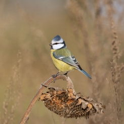Sikorka na stołówce