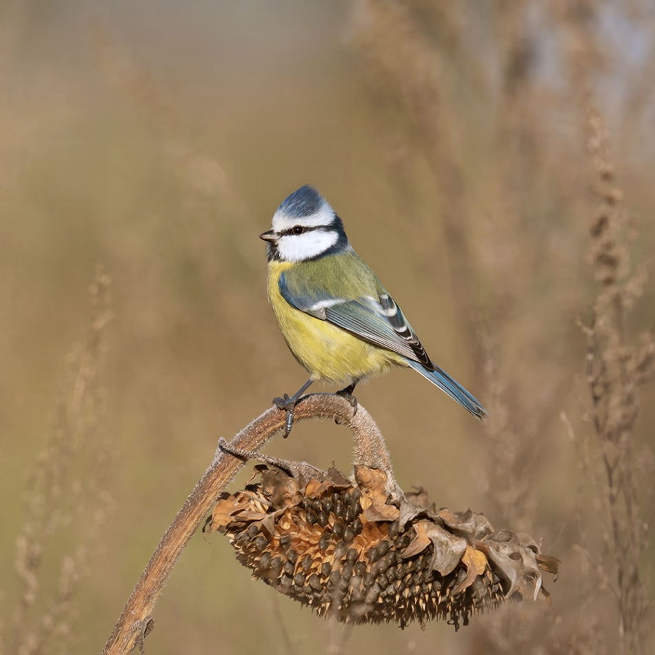 Sikorka na stołówce. . Zdjęcie 336836