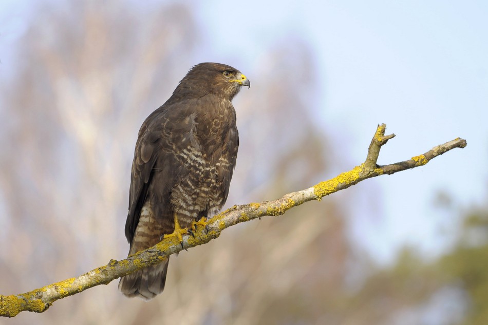 Myszołów . . Zdjęcie 339397