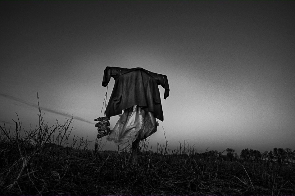 strach na wróble. -. Zdjęcie 339311