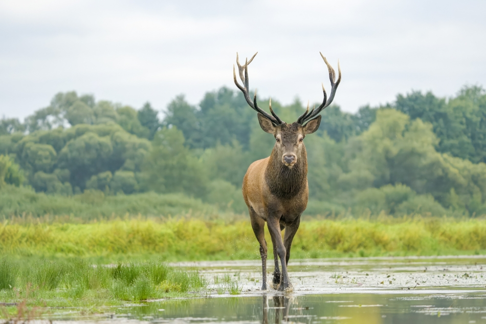 amigamedia - Bliskie spotkanie z rogaczem. Jeleń szlachetny (Cervus elaphus) Przyroda naszego regionu. Sony ILCE-1+Sony SEL200600G FE 200-600mm f/5.6-6.3 G OSS. Przysłona: F/5,6-Czas ekspozycji-1/1600 s-ISO-2500-Ogniskowa:-200 mm.. Zdjęcie 335173