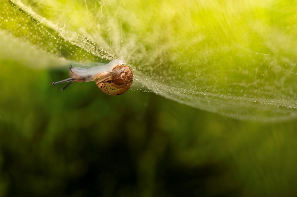 corkman - Spidersnail. . Zdjęcie 317968