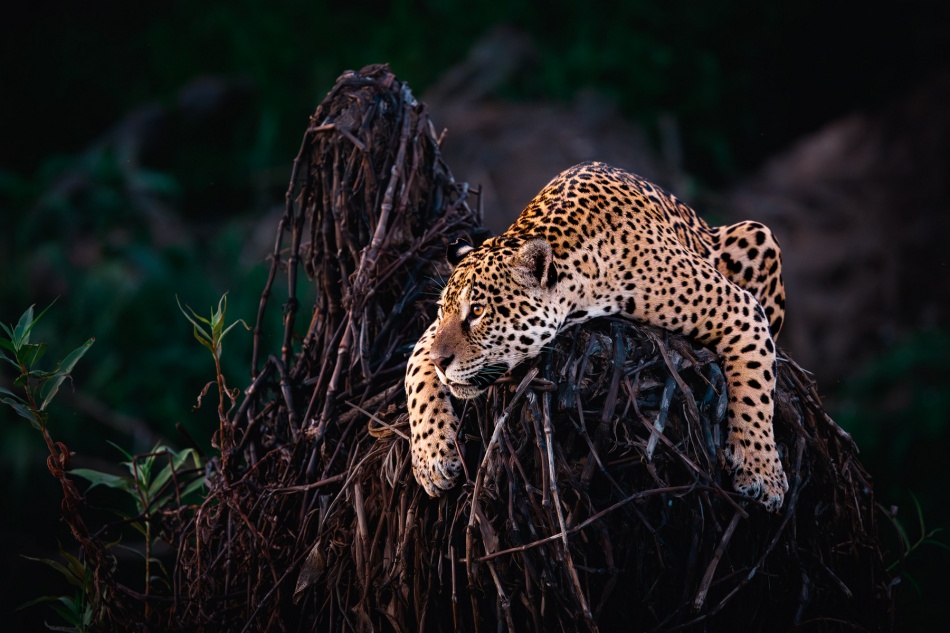 Gran w czekanie. Podobnie jak większość kotów, jaguar nie działa impulsywnie — cierpliwość jest dla niego równie ważna jak siła i zwinność. Dlatego tak istotne jest zajęcie odpowiedniego punktu obserwacyjnego, z którego ma niczym niezakł
