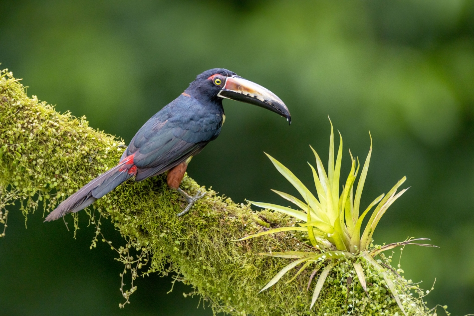 rybo_lub - Arasari. . Zdjęcie 328217