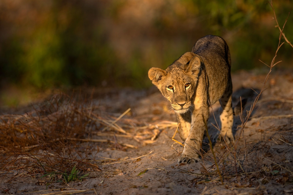 rybo_lub - W puszczy. . Zdjęcie 325419