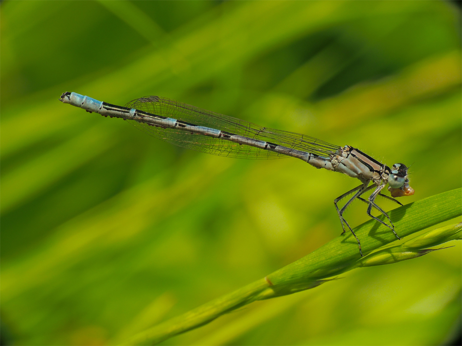 dementi100 - ważka. jakaś mała pomoc z gatunkiem bo nie wiem czy to Pióronóg nadwodnik (Platycnemis pennipes) samiec czy Nimfa stawowa (Enallagma cyathigerum),  a może jeszcze jakieś wskazówki na przyszłość żeby foty były jeszcze lepsze ;] pozdro . Zdjęc