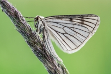 Siona lineata
