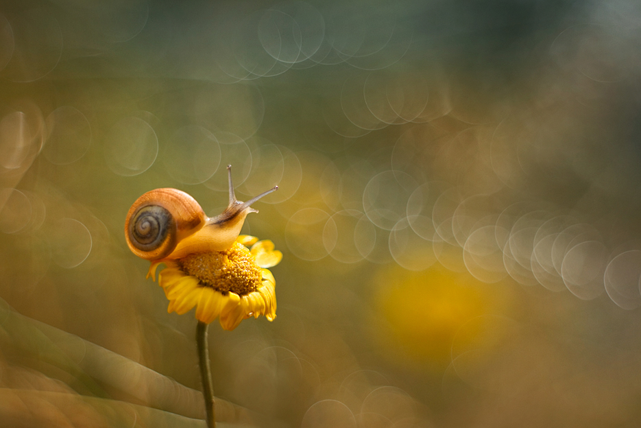 agnez - Deszcz idzie.... Pentacon. Zdjęcie 136711