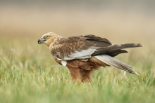Błotniak stawowy