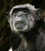 Człowiek? to brzmi dumn...