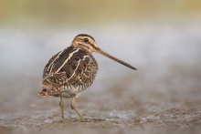 Kszyk (Gallinago gallin...