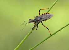 Rhynocoris annulatus – ...