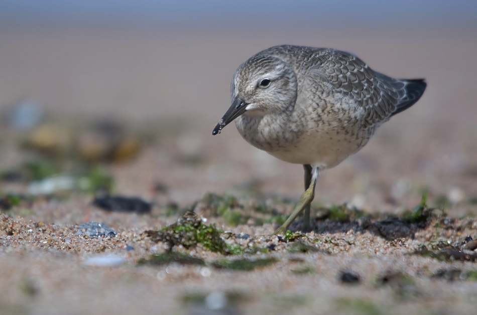 roman53 - Biegus rdzawy. . Zdjęcie 315824