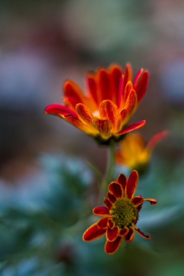 Jesienne kwiaty. . Zdjęcie 337783