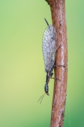 Raphidioptera