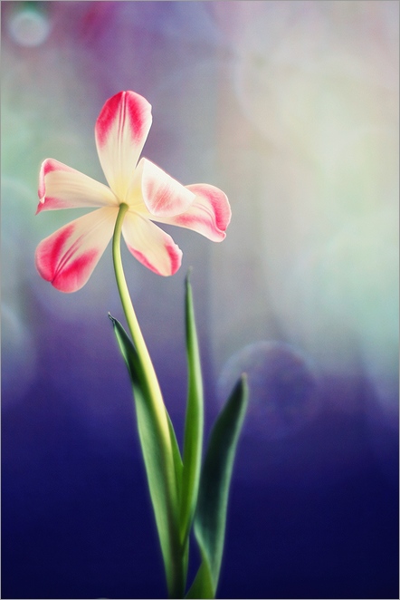 ja_majka - . . Zdjęcie 118332