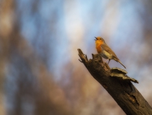 Erithacus rubecula