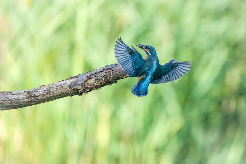 amigamedia - Kurier.  Zimorodek - Alcedo atthis Przyroda naszego regionu-Gorzyce.  Sony ILCE-1+Sony SEL200600G FE 200-600mm f/5.6-6.3 G OSS Przysłona: F/6,3-Czas ekspozycji-1/4000 s-ISO: 2000-Ogniskowa-500 mm.. Zdjęcie 334600