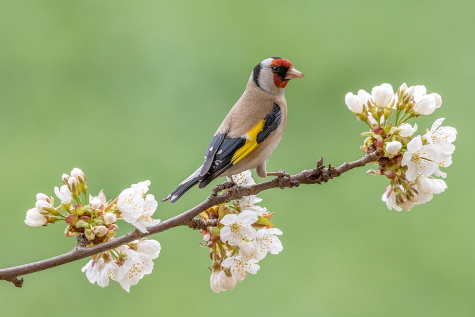 rybo_lub - Szczygieł. . Zdjęcie 314004