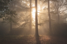 Song of Nature