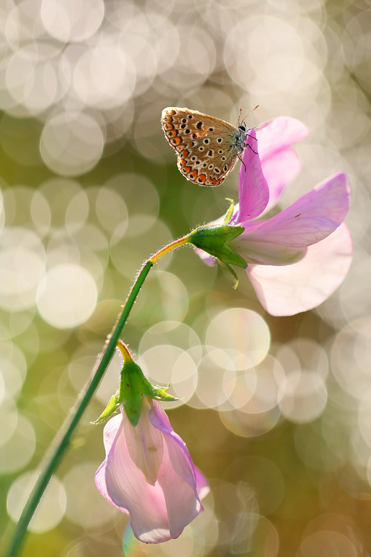 bluejeans - Zapach groszku. . Zdjęcie 125459