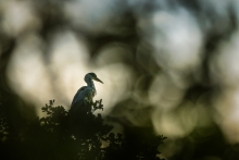 Heron's Lullaby
