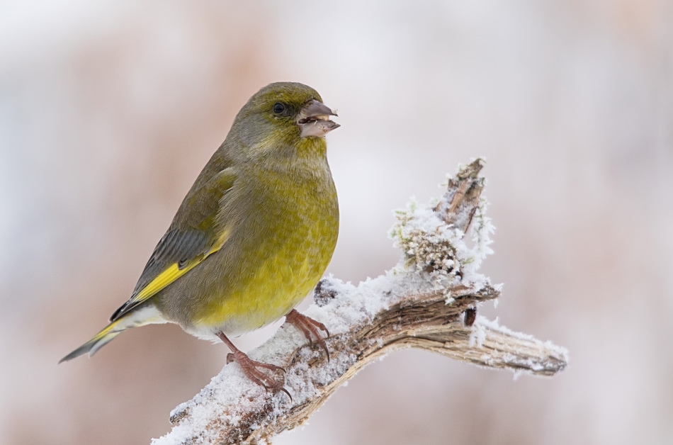 roman53 - Dzwoniec. . Zdjęcie 310210