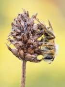 Dasypoda sp.