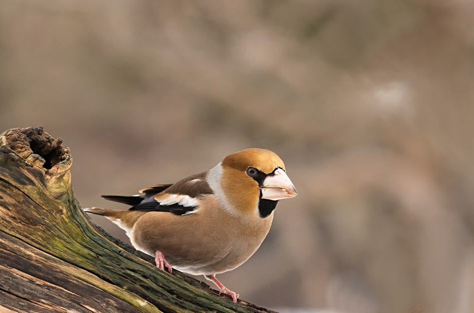 roman53 - . . Zdjęcie 308616