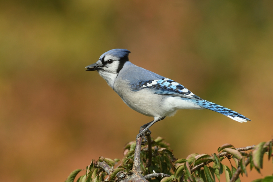 dudley - Modrosojka blekitna. (Cyanocitta cristata). . Zdjęcie 252069