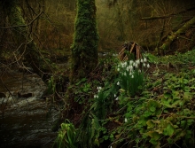 Snow  drops