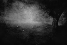A Night In The Swamp