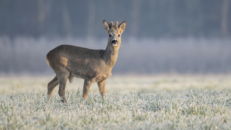 meczata - Zimowe śniadanie. Znów mrożonka na śniadanie. Da się zjeść, ale wolałbym jabłuszka :). Zdjęcie 312257