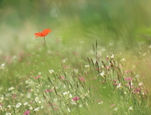 papaver 