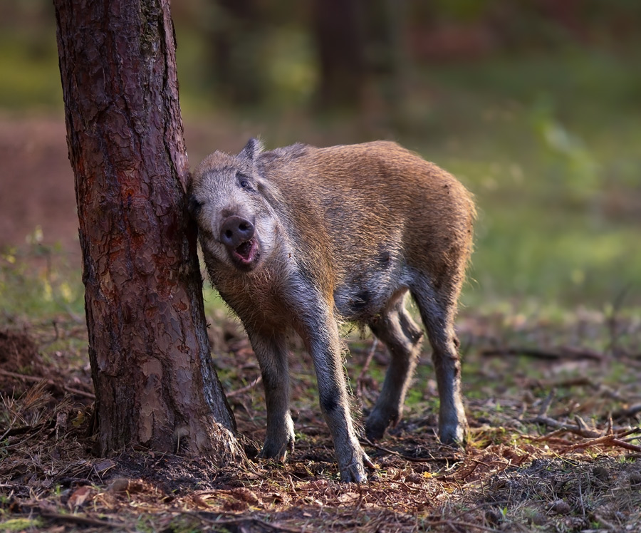  - Drzewo rozkoszy.... . Zdjęcie 33864