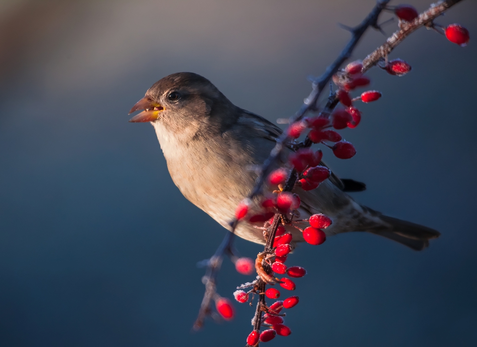 roman53 - . . Zdjęcie 284100