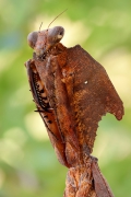 Deroplatys desiccata.