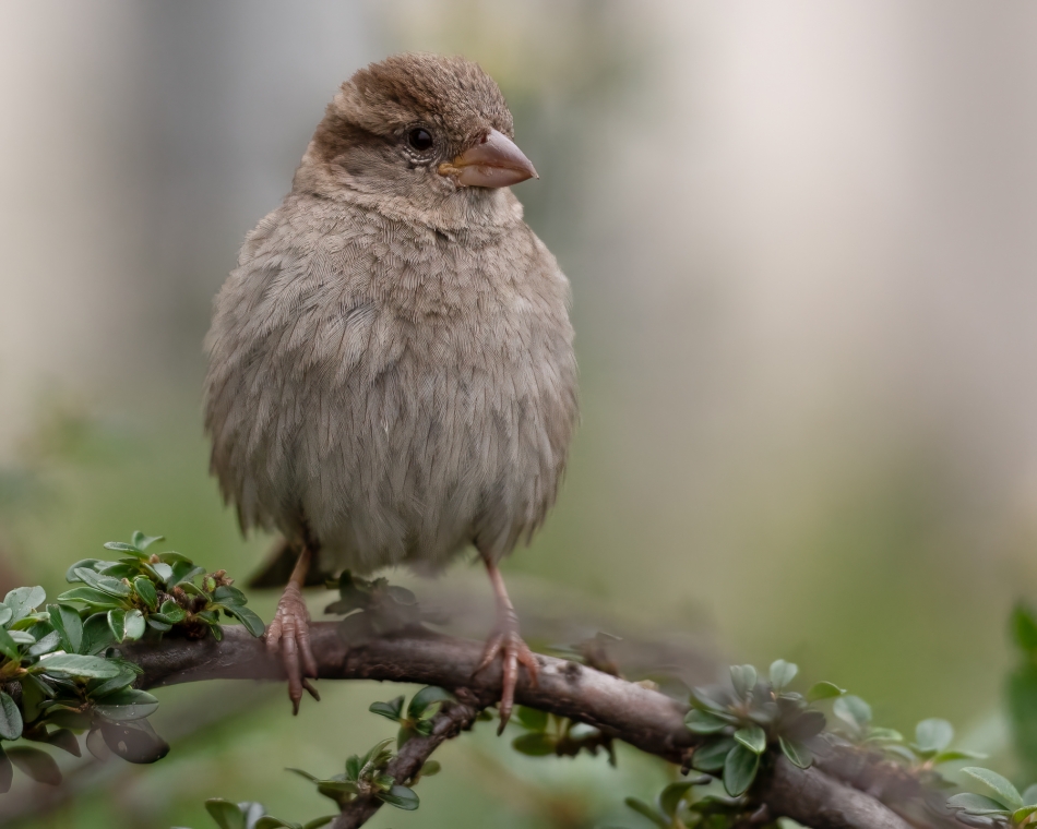 tomasz_z1973 - Wróbel. . Zdjęcie 334185