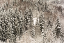 Zimowy las...