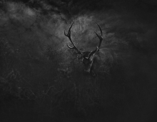Phantom of the Woods...