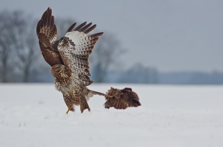 przyb - To ja już lecę. . Zdjęcie 188251