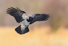 Wrona siwa, Hooded Crow...