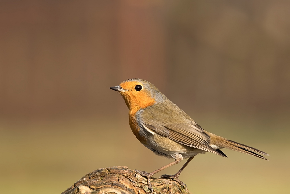 roman53 - . . Zdjęcie 292354