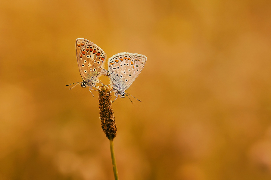 dzafoto - }{=}{. . Zdjęcie 139811