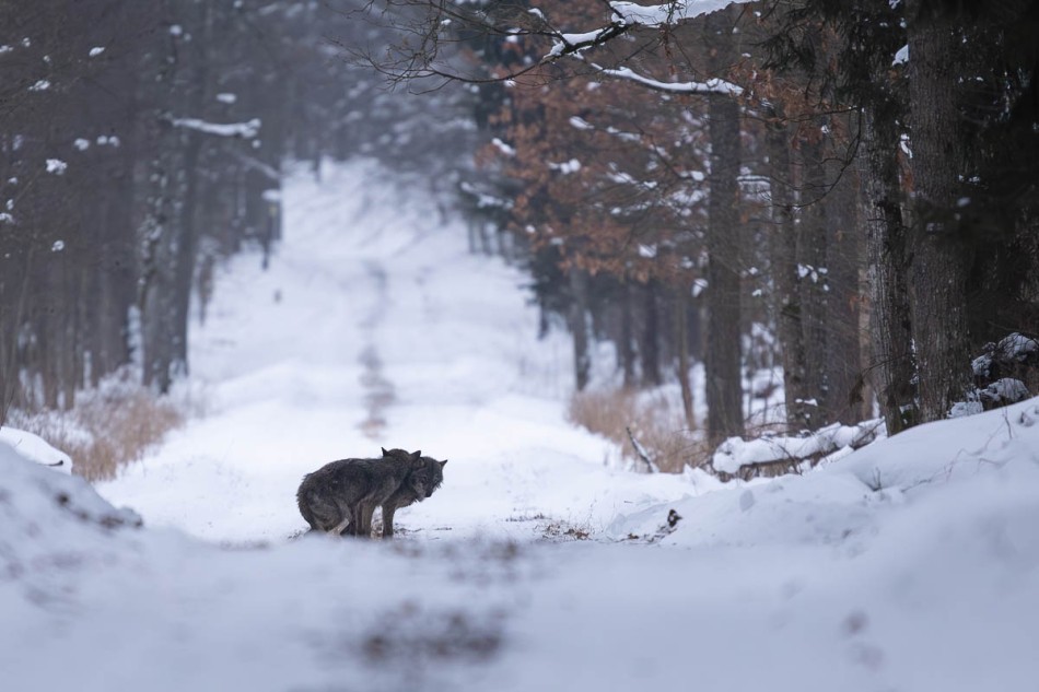 Wilki . Puszcza Białowieska . Zdjęcie 338566