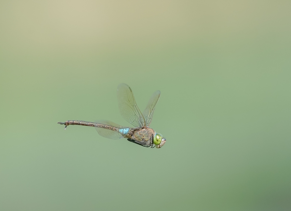 amigamedia - Helikopter.  Ćwiczenia z refleksu,ciąg dalszy... Husarz władca (Anax imperator) Przyroda naszego regionu - Gorzyce. Sony ILCE-9+Sony SEL200600G FE 200-600mm f/5.6-6.3 G OSS. Przysłona: f/6,3; Czas ekspozycji: 1/2000 s; ISO: 500; Ogniskowa: 600 mm.. Zd