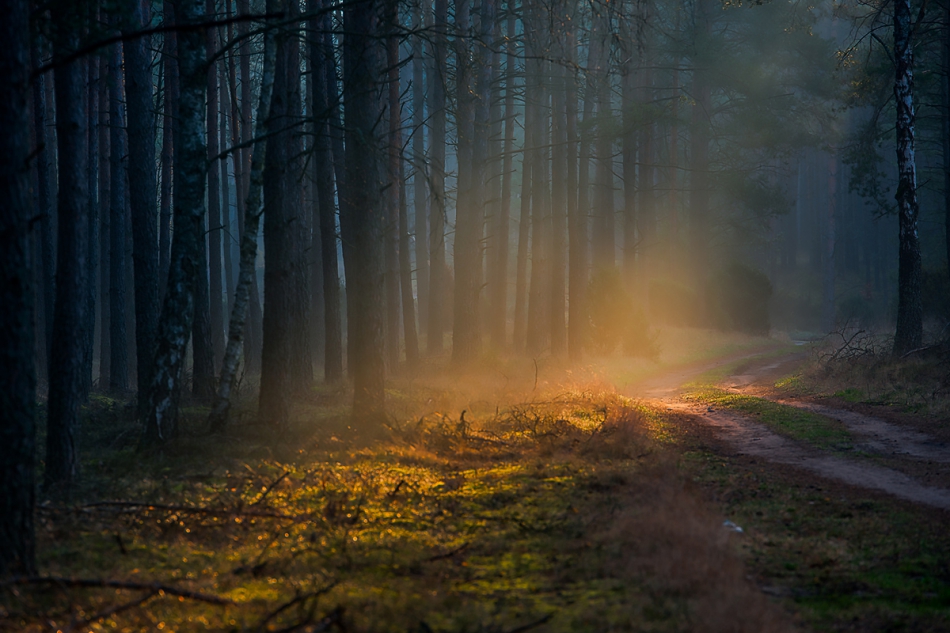 fotoel - Bory. . Zdjęcie 192990