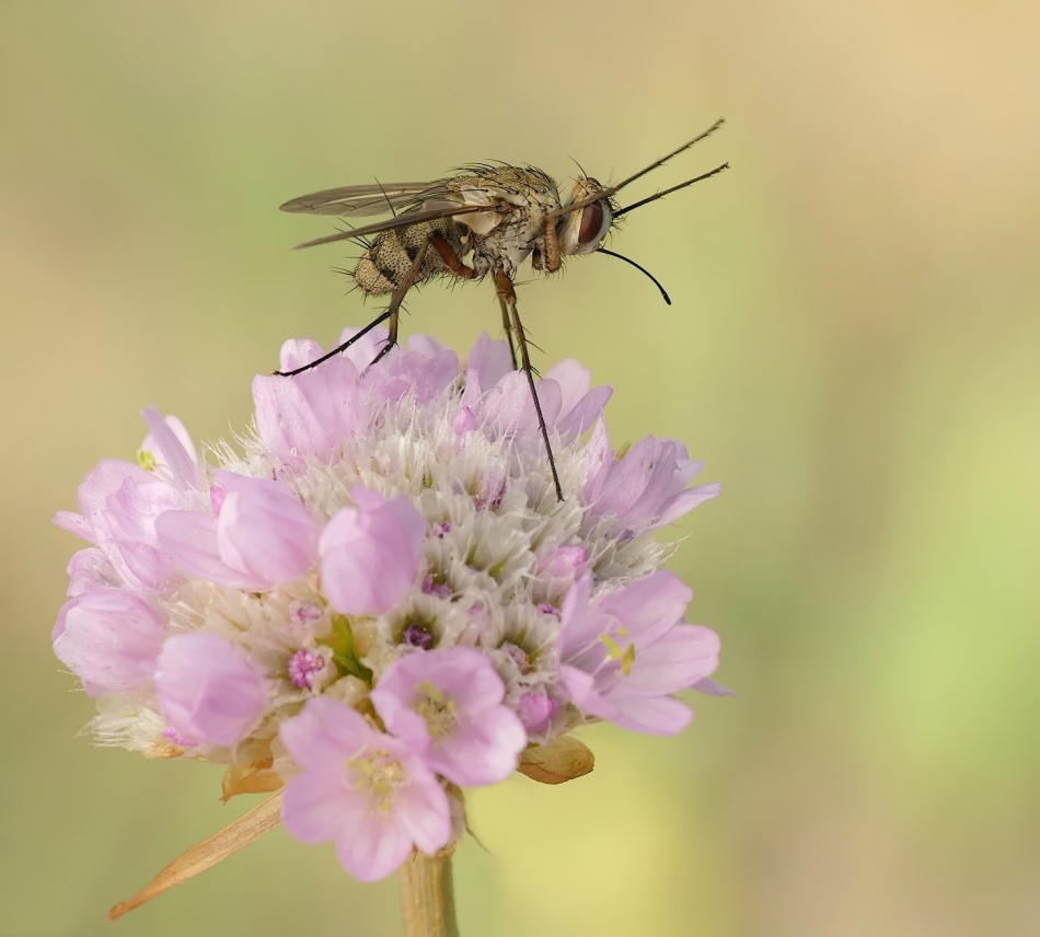 keni - Mucha domowa (Musca domestica). . Zdjęcie 326944