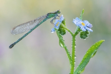 Ischnura pumilio